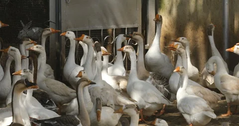 Ducks in a Farm Stock Footage 288492086