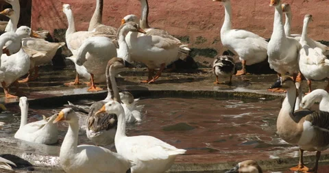 Ducks in a Farm Stock Footage 288492396