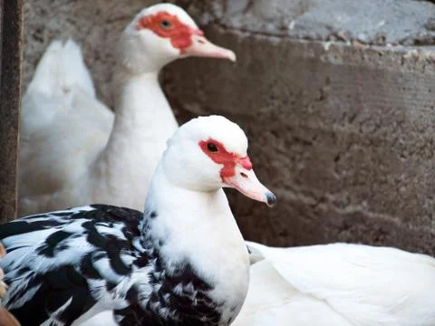 Ducks at farm 库存照片
