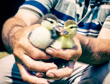 Ducks in the farmer hands Foto stock