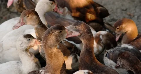 Ducks on the farmstead Stock Footage 140233701