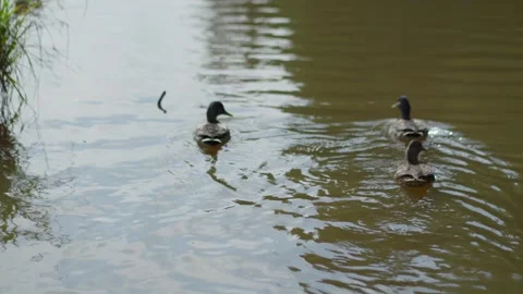 Ducks feed in a city park Stock Footage 255671959
