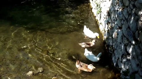 Ducks feed in pond Stock Footage 83503544