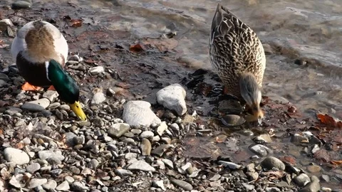 Ducks feed on the shore of the lake Stock Footage 125440196