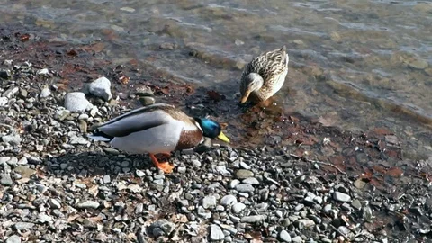 Ducks feed on the shore of the lake Stock Footage 125440833