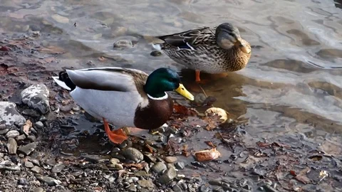 Ducks feed on the shore of the lake Stock Footage 125441695