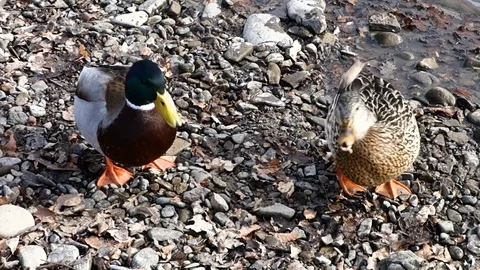 Ducks feed on the shore of the lake Stock Footage 125442237