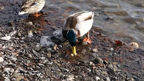 Ducks feed on the shore of the lake Stock Footage 125446841