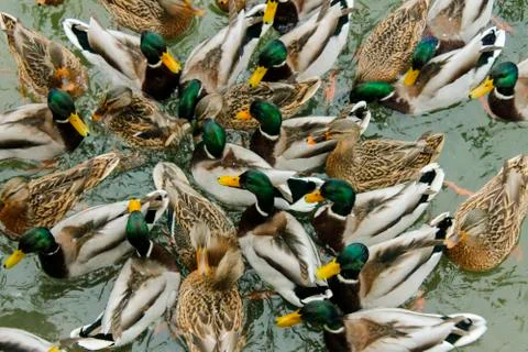 Ducks feed on water 스톡 사진