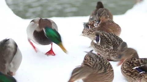 Ducks feed in winter on the shore of the pond Stock-Footage 147032473