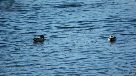 Ducks Feeding #1 Stock Footage 51566830