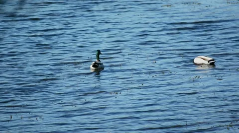 Ducks Feeding #2 Stock Footage 51574040