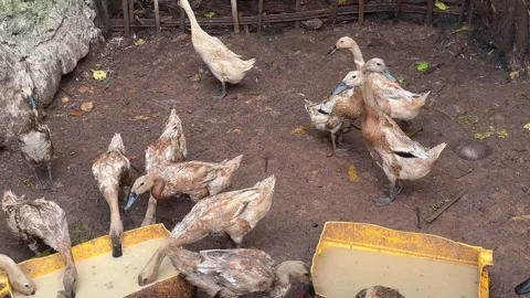 Ducks Feeding in Dirt Yard with Muddy Ground and Water Containers Stock Footage 340270747
