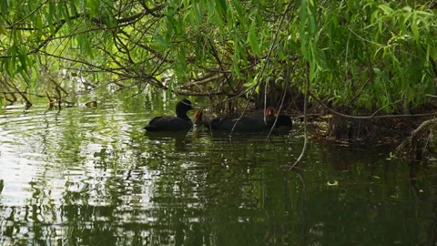 Ducks feeding ducklings under a tree Stock-Footage 275591205