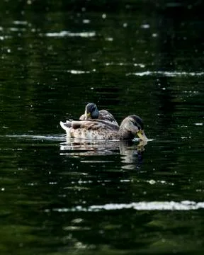 Ducks feeding in evening light Stock Photos