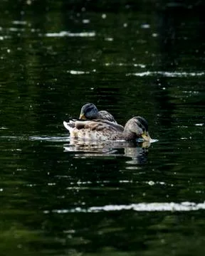 Ducks feeding in evening light Stock Photos