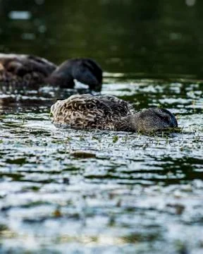 Ducks feeding in evening light Stock Photos