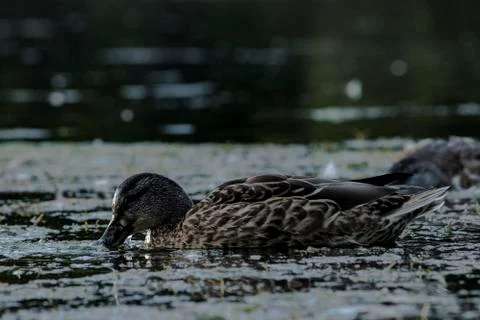 Ducks feeding in evening light Stock Photos