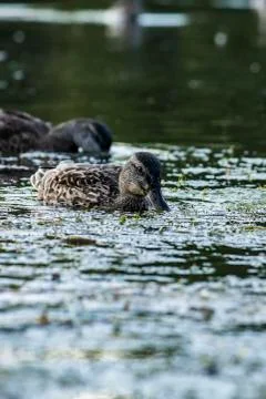 Ducks feeding in evening light Stock Photos