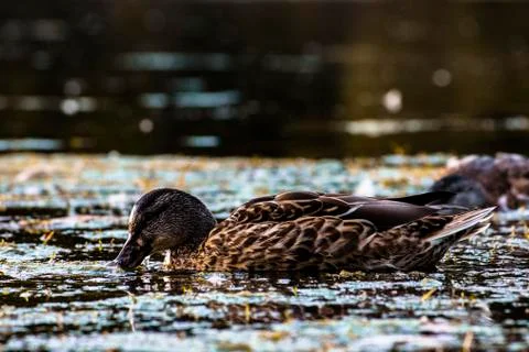 Ducks feeding in evening light Stock Photos