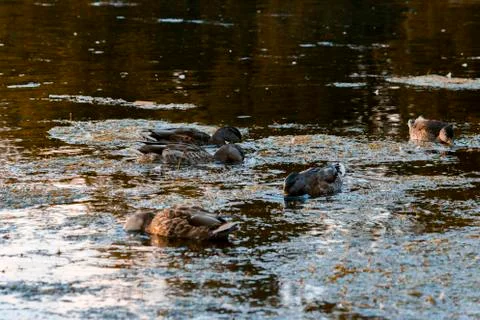 Ducks feeding in evening light Stock Photos