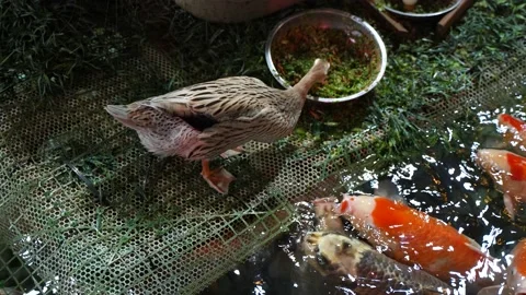 Ducks feeding fish ducks foraging surrounded by a school of koi Stock Footage 230068057