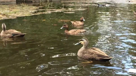 Ducks Feeding Stock Footage 33954122