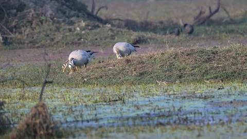Ducks feeding on a grass Stock Footage 302556530