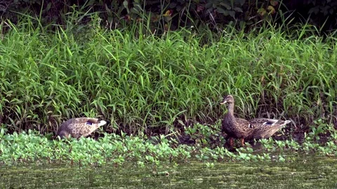 Ducks Feeding on Grass at the Side of a Pond Stock-Footage 79601451