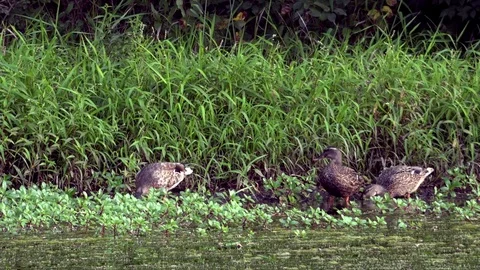 Ducks Feeding on Grass at the Side of a Pond Stock Footage 79601462