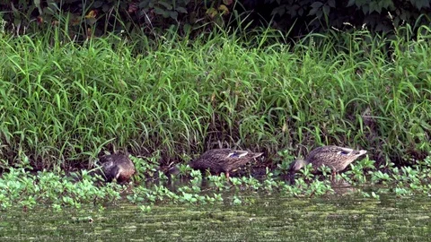 Ducks Feeding on Grass at the Side of a Pond Stock Footage 79601466