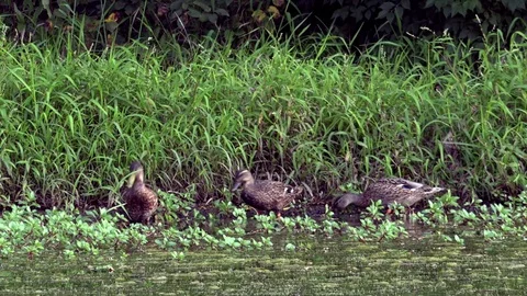 Ducks Feeding on Grass at the Side of a Pond Stock Footage 79601469