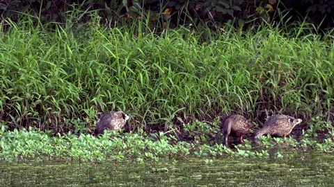 Ducks Feeding on Grass at the Side of a Pond Stock Footage 79601474
