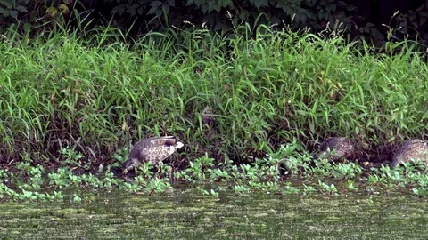 Ducks Feeding on Grass at the Side of a Pond Stock Footage 79601475