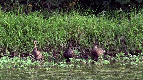 Ducks Feeding on Grass at the Side of a Pond Stock Footage 79601476