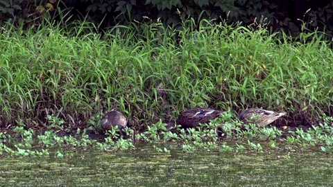 Ducks Feeding on Grass at the Side of a Pond Stock Footage 79601483