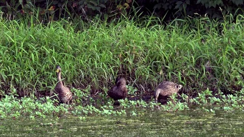 Ducks Feeding on Grass at the Side of a Pond Stock Footage 79601485