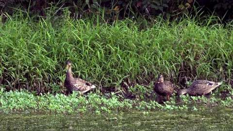 Ducks Feeding on Grass at the Side of a Pond Stock Footage 79601497