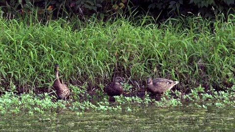 Ducks Feeding on Grass at the Side of a Pond Stock Footage 79601505