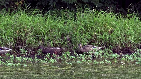 Ducks Feeding on Grass at the Side of a Pond Stock Footage 79601507
