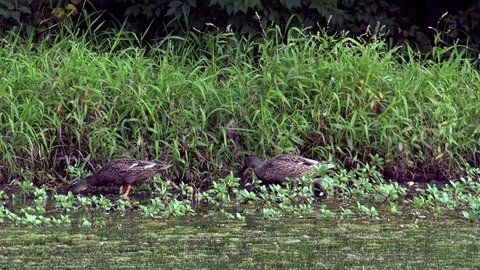 Ducks Feeding on Grass at the Side of a Pond Stock Footage 79601508