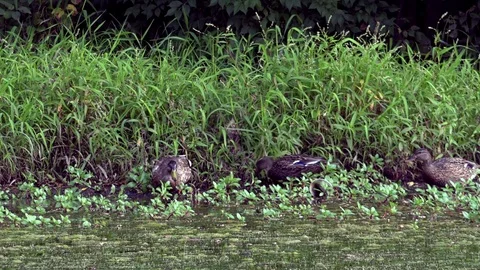 Ducks Feeding on Grass at the Side of a Pond Stock Footage 79601509