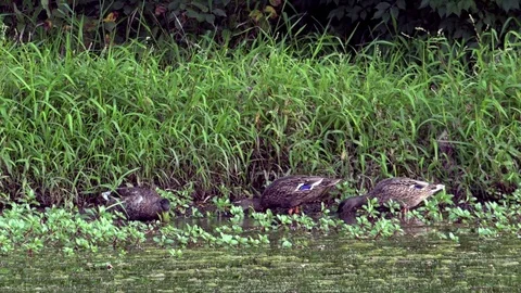 Ducks Feeding on Grass at the Side of a Pond Stock Footage 79601510