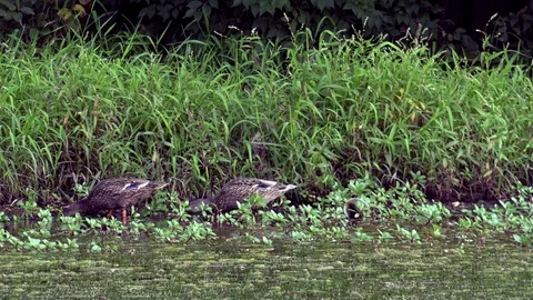 Ducks Feeding on Grass at the Side of a Pond Stock Footage 79601511