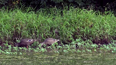 Ducks Feeding on Grass at the Side of a Pond Stock Footage 79601514