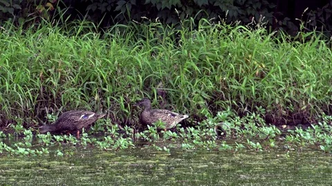 Ducks Feeding on Grass at the Side of a Pond Stock Footage 79601516