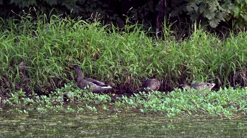 Ducks Feeding on Grass at the Side of a Pond Stock Footage 79601522