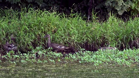 Ducks Feeding on Grass at the Side of a Pond Stock Footage 79601523