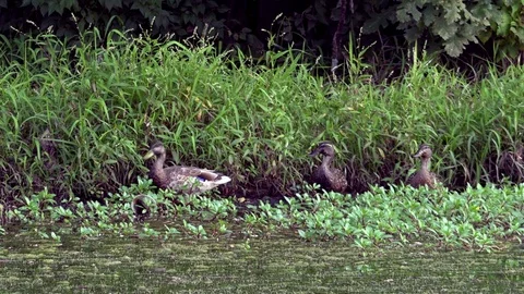 Ducks Feeding on Grass at the Side of a Pond Stock Footage 79601524