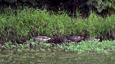Ducks Feeding on Grass at the Side of a Pond Stock Footage 79601525
